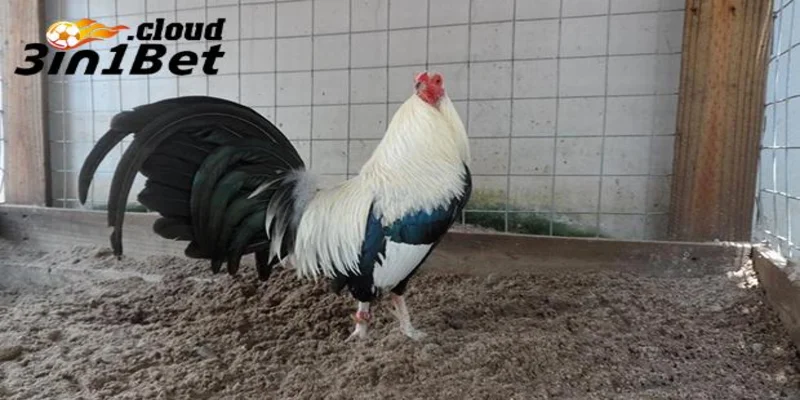 Chế độ dinh dưỡng trong cách nuôi gà đá cựa sắt khỏe mạnh