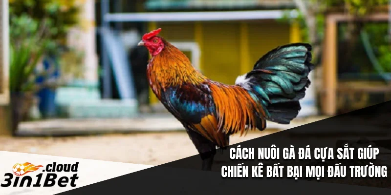 Cách Nuôi Gà Đá Cựa Sắt