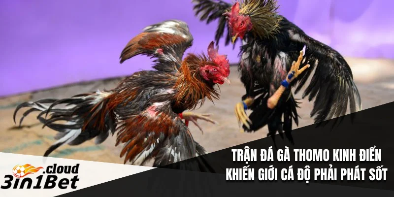 trận đá gà Thomo kinh điển